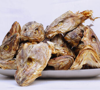 Stockfish Head